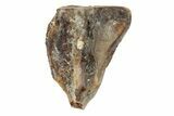 Fossil Ceratopsian Dinosaur Tooth - Judith River Formation #260340-1